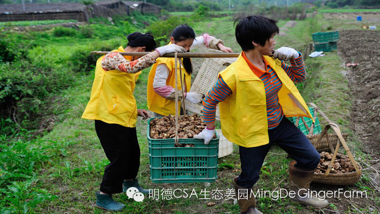 CSA会员鲜姜认购劳动份额&配送份额（1月份）