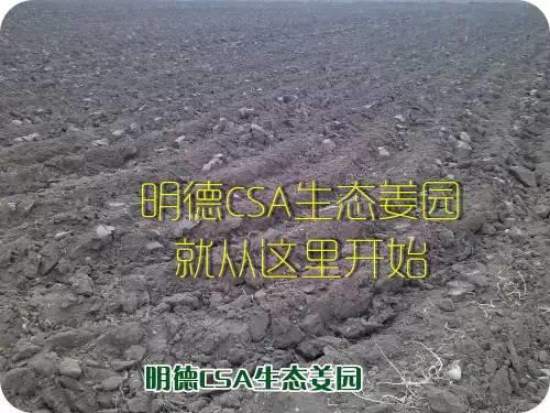 CSA生态姜园的选址：东方圣城曲阜姚村镇现代农业科技示范园