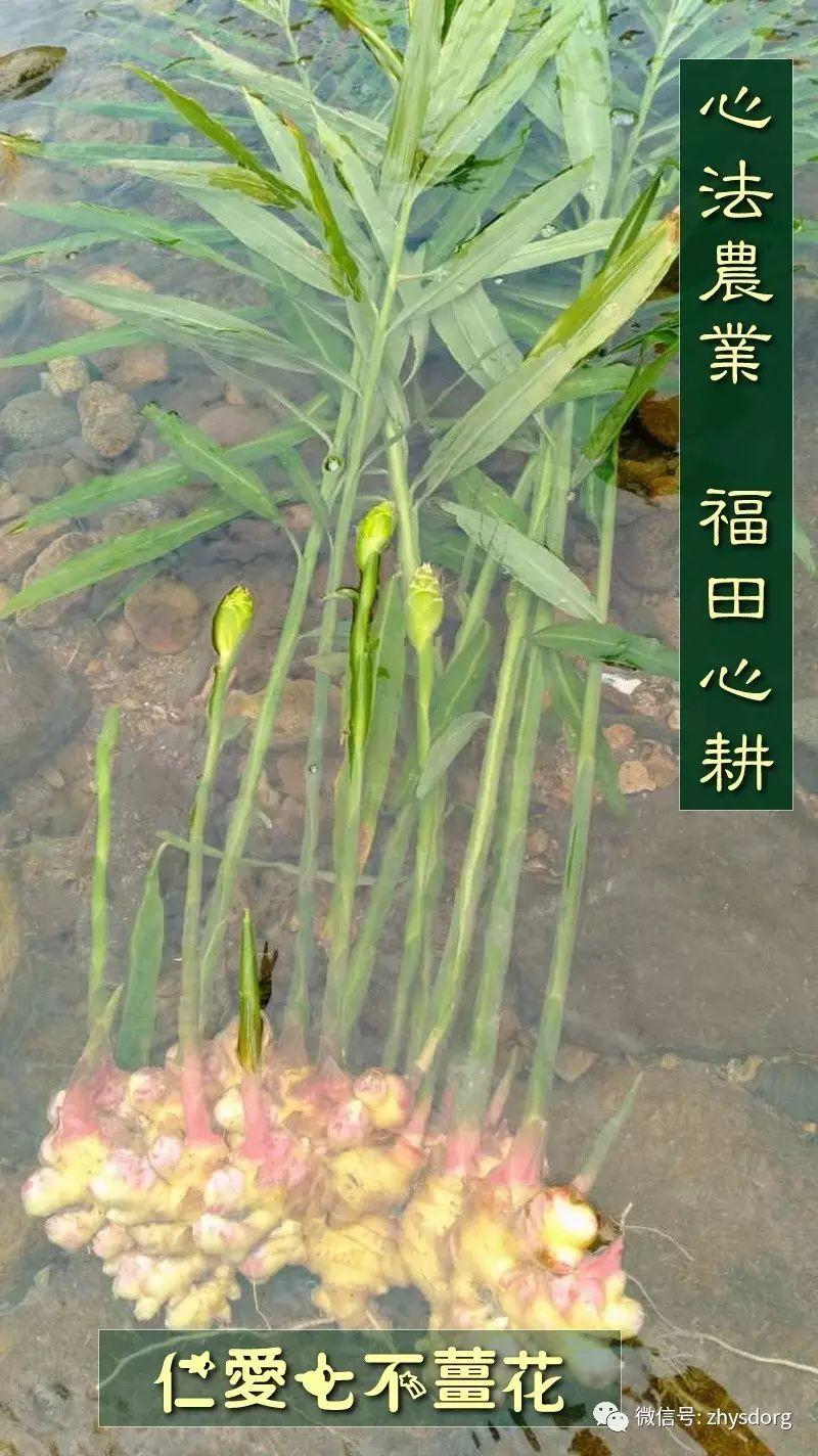 原始点全球同学群 有关鲜姜与成品的提示: ( 人参红参应做如是观 2017.3.15) 原始点全球同学群 有关鲜姜与成品的提示: ( 人参红参应做如是观 2017.3.15)