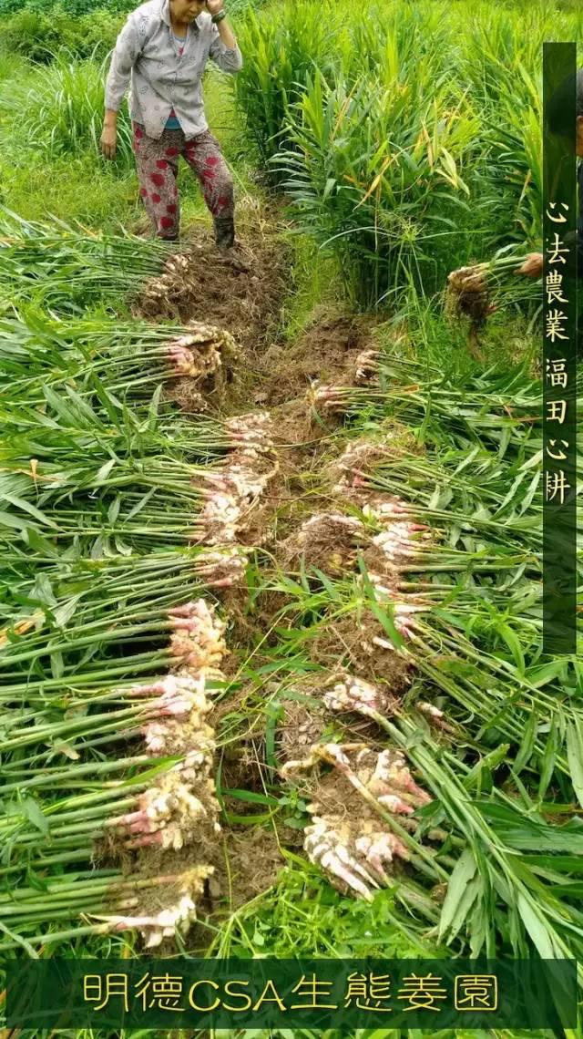 9月新鲜嫩姜新上市了! ‘七不’生态小黄姜生姜 嫩姜1斤 纯正无污染鲜嫩小土姜 明安心法农业 福田心耕 9月新鲜嫩姜新上市了! ‘七不’生态小黄姜生姜 嫩姜1斤 纯正无污染鲜嫩小土姜 明安心法农业 福田心耕