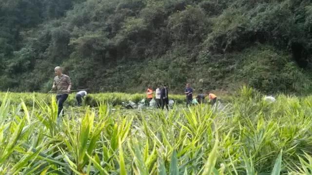 明安'七不'小黄姜 2018姜种1斤 心法农业明德姜园精选培育三代2017年留纯种