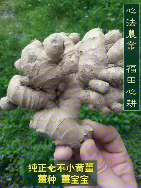明安'七不'小黄姜 2018姜种1斤 心法农业明德姜园精选培育三代2017年留纯种