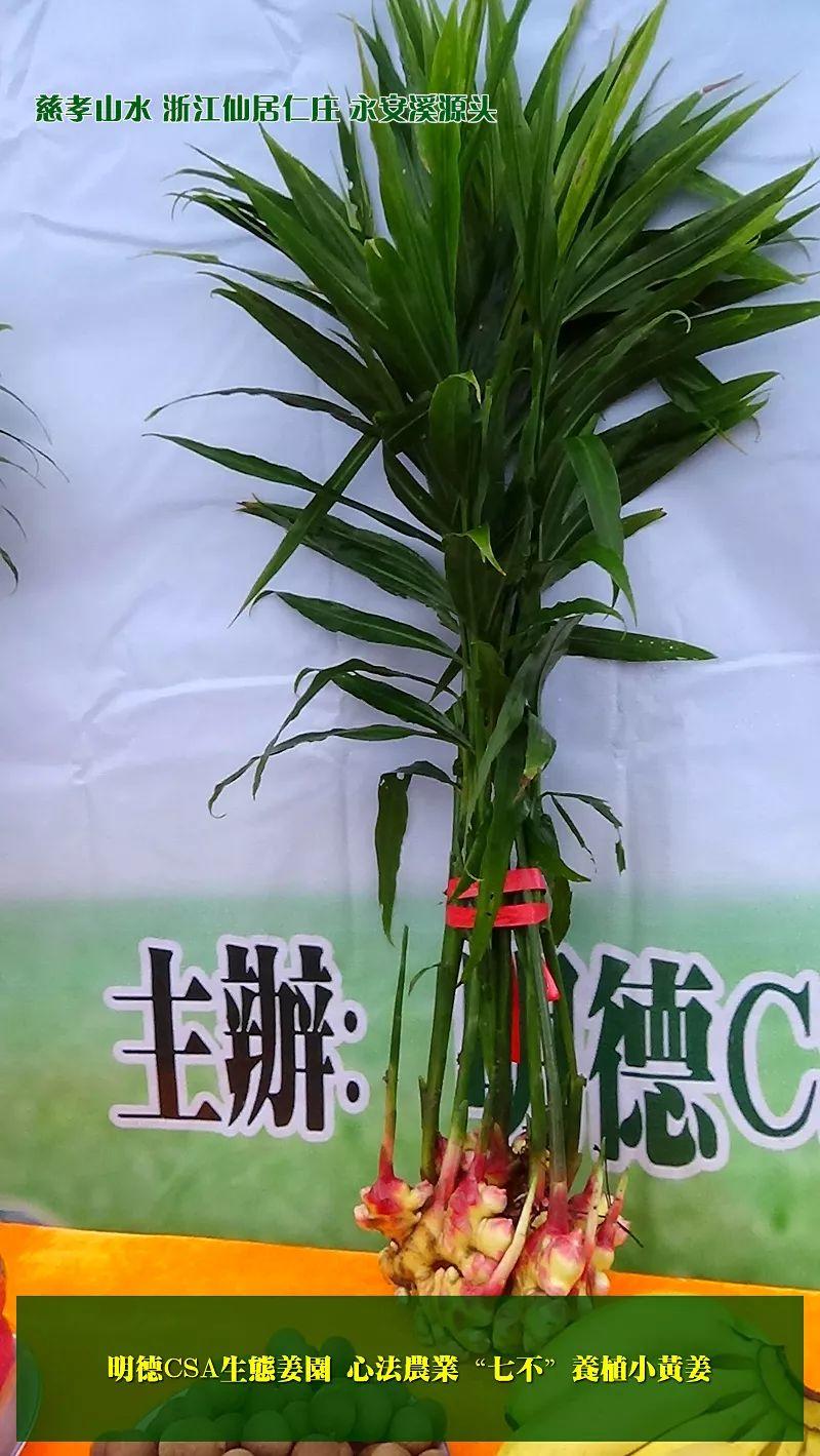 提前订购预售特惠 2019年原始点药用‘七不’小黄姜干姜片1斤 包邮 明德生态姜园心法农业恭制