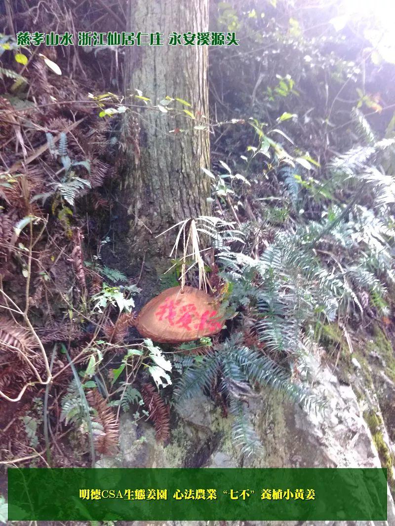 提前订购预售特惠 2019年原始点药用‘七不’小黄姜干姜片1斤 包邮 明德生态姜园心法农业恭制