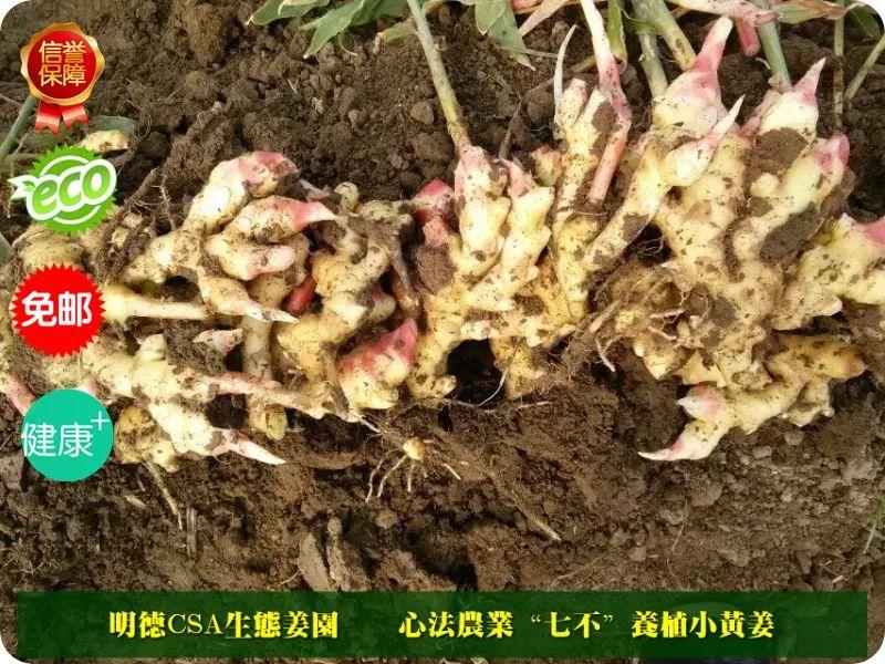 团购 2018.315特制原始点药用‘七不’小黄姜干姜片1斤 包邮 明德生态姜园心法农业恭制