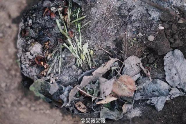 这家咖啡店不卖咖啡，敢给客人生吃生姜，却引来各路女神打卡，连陈奕迅老婆都到门口街拍