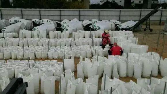 嫩薑、子薑美观可口。民众很喜欢品尝。大家看完此文就不敢再吃了!知道为什么吗? 嫩薑、子薑美观可口。民众很喜欢品尝。大家看完此文就不敢再吃了!知道为什么吗?