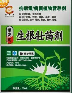 嫩薑、子薑美观可口。民众很喜欢品尝。大家看完此文就不敢再吃了!知道为什么吗? 嫩薑、子薑美观可口。民众很喜欢品尝。大家看完此文就不敢再吃了!知道为什么吗?