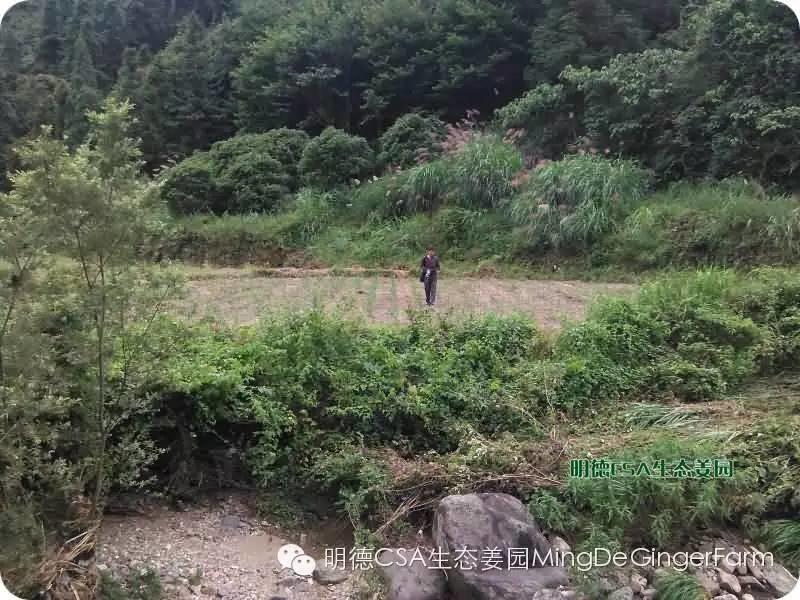 透明溯源 预售定制生态姜园7月新入股东介绍-浙江仙居吴金土