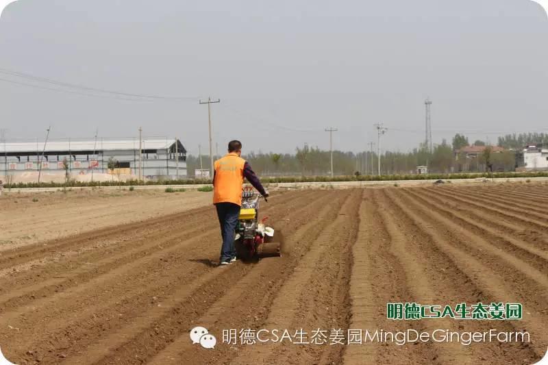 明德CSA生态姜园5月新入股东介绍 原始点志愿者 牛焕义