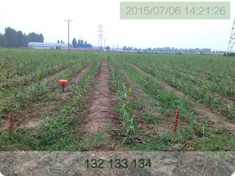 明德生态姜园“七不”生态小黄姜鲜姜10斤份额 包邮预售特惠 全年免费代存储 明德生态姜园“七不”生态小黄姜鲜姜10斤份额 包邮预售特惠 全年免费代存储