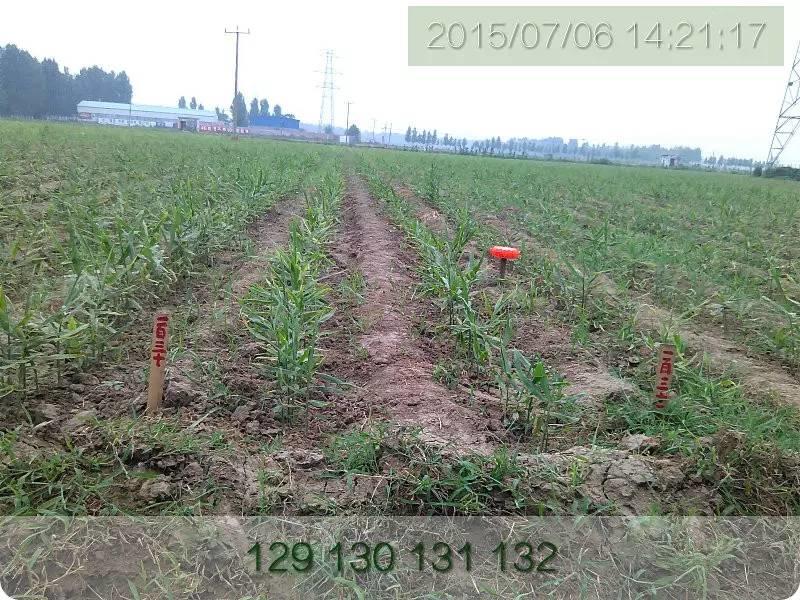 明德生态姜园“七不”生态小黄姜鲜姜10斤份额 包邮预售特惠 全年免费代存储 明德生态姜园“七不”生态小黄姜鲜姜10斤份额 包邮预售特惠 全年免费代存储