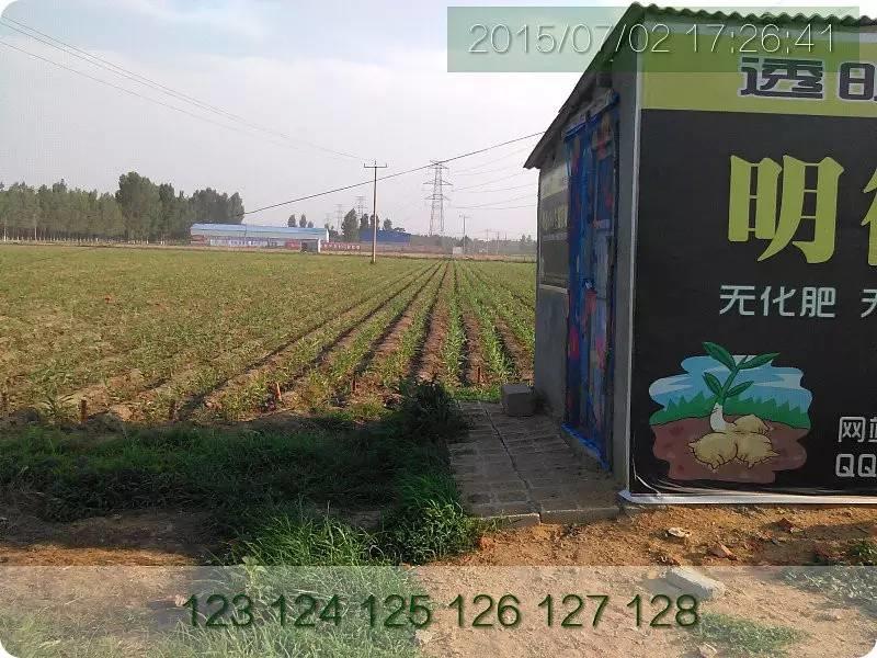 明德生态姜园“七不”生态小黄姜鲜姜10斤份额 包邮预售特惠 全年免费代存储 明德生态姜园“七不”生态小黄姜鲜姜10斤份额 包邮预售特惠 全年免费代存储