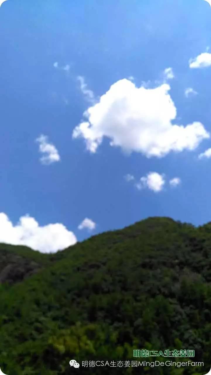 明德CSA生态姜园 浙江 仙居 仁庄村“七不”生态小黄姜成长日志 7月25日