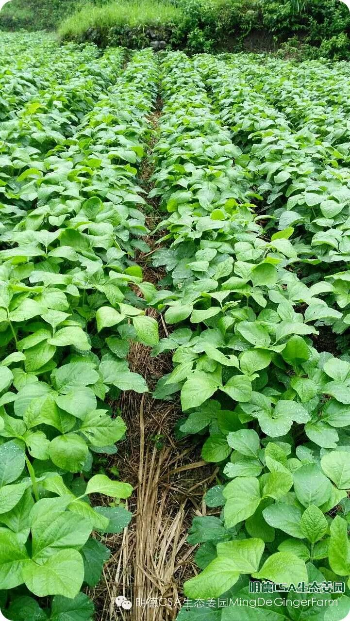 明德CSA生态姜园 浙江仙居仁庄村“七不”小黄姜基地介绍
