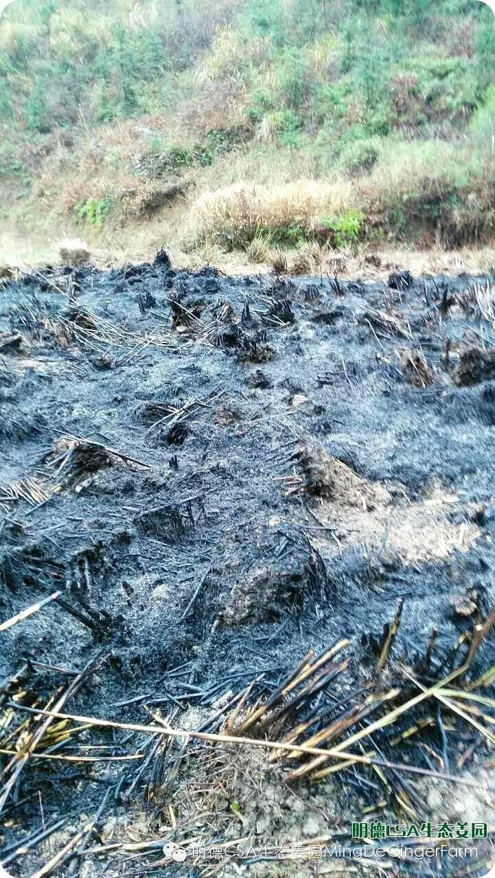 明德CSA生态姜园 浙江仙居仁庄村“七不”小黄姜基地介绍