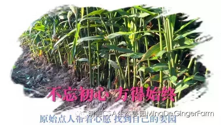 招募及诚聘-七不姜 生姜养生网-明德CSA生态姜园&明安农业