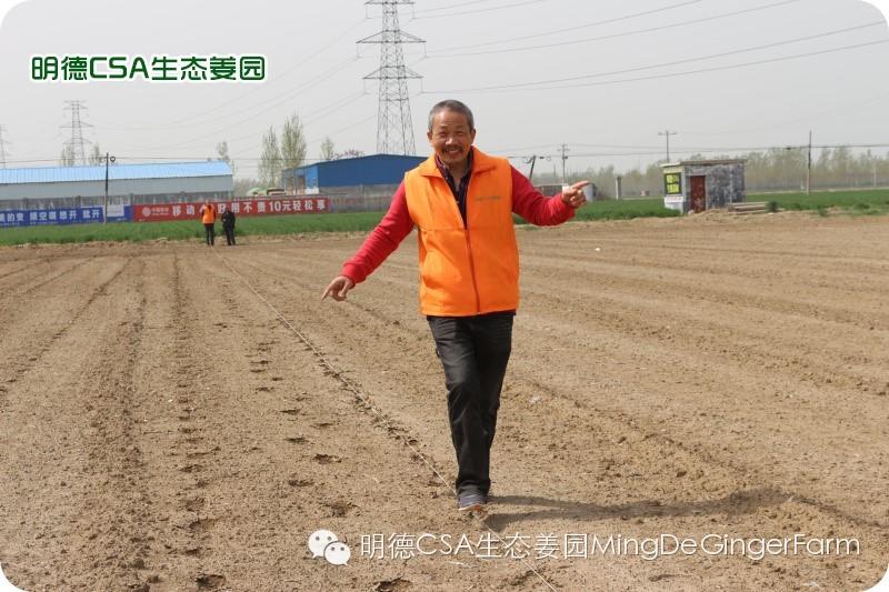 小黄姜种植技术图文详解