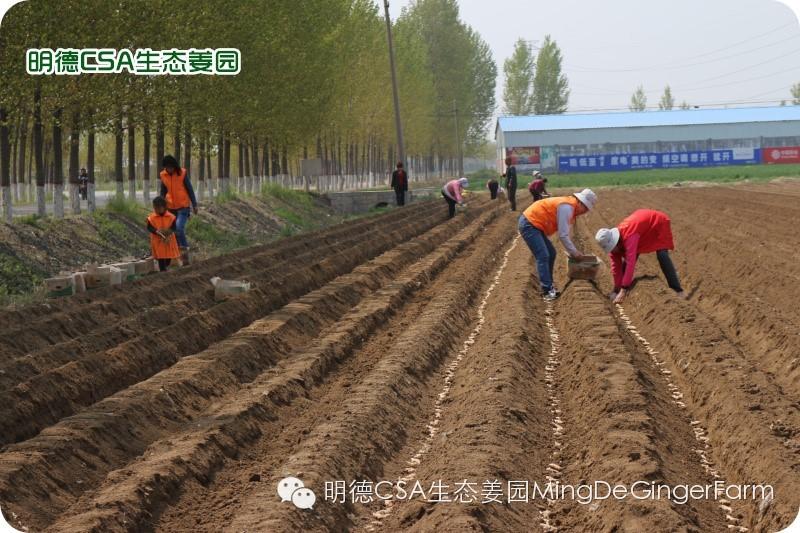 小黄姜种植技术图文详解