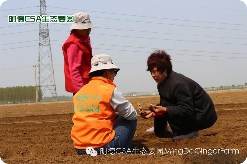 小黄姜种植技术图文详解