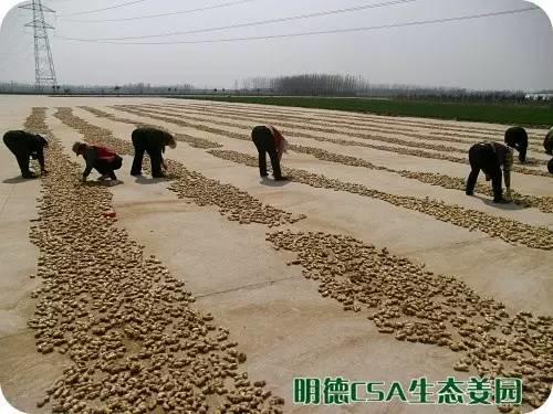 简报：3.5-3.28日 姜园选购 筛选 晾晒姜种3万5千斤