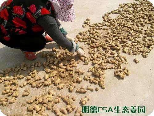 简报：3.5-3.28日 姜园选购 筛选 晾晒姜种3万5千斤