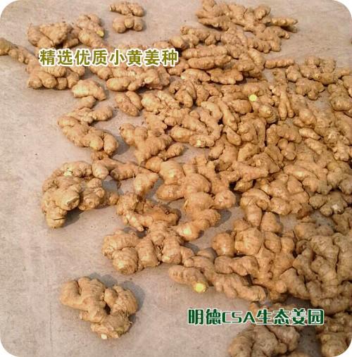 简报：3.5-3.28日 姜园选购 筛选 晾晒姜种3万5千斤