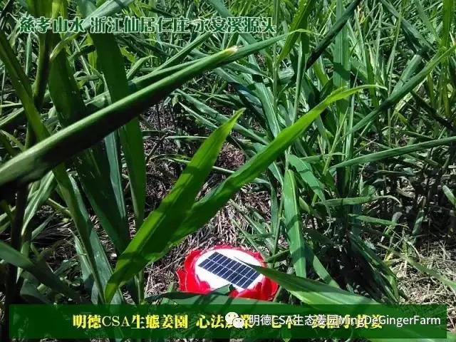 2018年心法农业 福田心耕之明德CSA生态姜园七不小黄薑春耕喜乐开锄感恩节 邀请函 2018年心法农业 福田心耕之明德CSA生态姜园七不小黄薑春耕喜乐开锄感恩节 邀请函