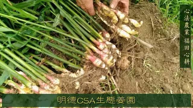 9月新鲜嫩姜新上市了! ‘七不’生态小黄姜生姜 嫩姜1斤 纯正无污染鲜嫩小土姜 明安心法农业 福田心耕 9月新鲜嫩姜新上市了! ‘七不’生态小黄姜生姜 嫩姜1斤 纯正无污染鲜嫩小土姜 明安心法农业 福田心耕