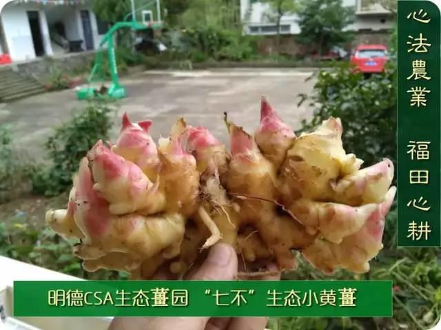 9月新鲜嫩姜新上市了! ‘七不’生态小黄姜生姜 嫩姜1斤 纯正无污染鲜嫩小土姜 明安心法农业 福田心耕 9月新鲜嫩姜新上市了! ‘七不’生态小黄姜生姜 嫩姜1斤 纯正无污染鲜嫩小土姜 明安心法农业 福田心耕