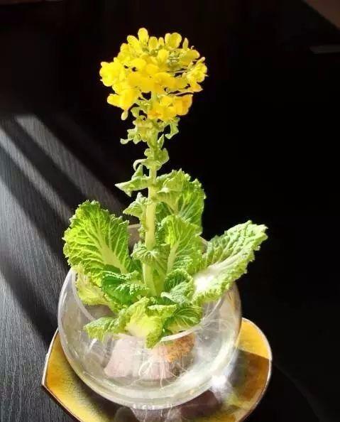 生姜就是“富贵竹”,拿剩菜做盆栽,美爆了 生姜就是“富贵竹”,拿剩菜做盆栽,美爆了