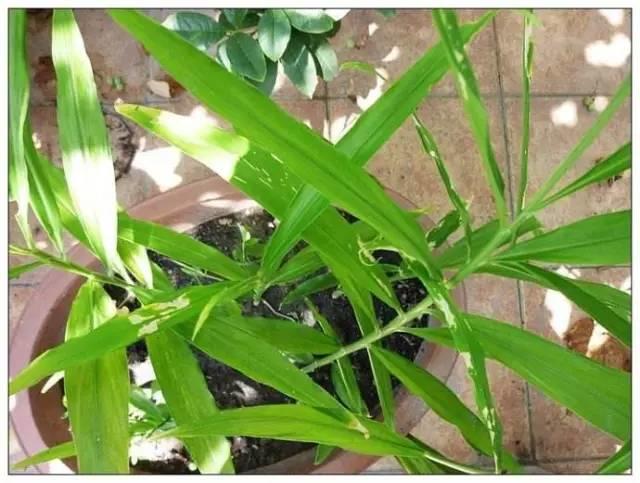 生姜就是“富贵竹”,拿剩菜做盆栽,美爆了 生姜就是“富贵竹”,拿剩菜做盆栽,美爆了