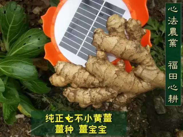 明安'七不'小黄姜 2018姜种1斤 心法农业明德姜园精选培育三代2017年留纯种