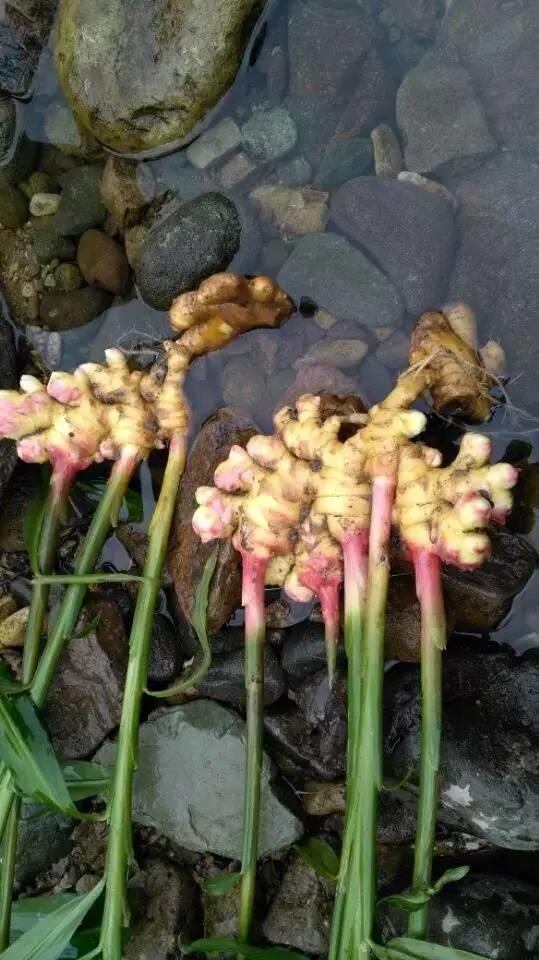 明安'七不'小黄姜 2018姜种1斤 心法农业明德姜园精选培育三代2017年留纯种