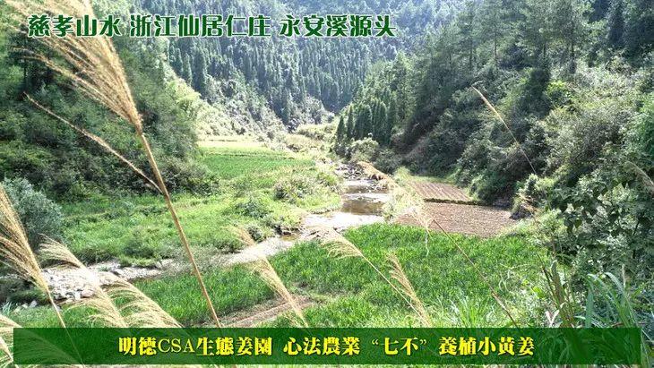 提前订购预售特惠 2019年原始点药用‘七不’小黄姜干姜片1斤 包邮 明德生态姜园心法农业恭制