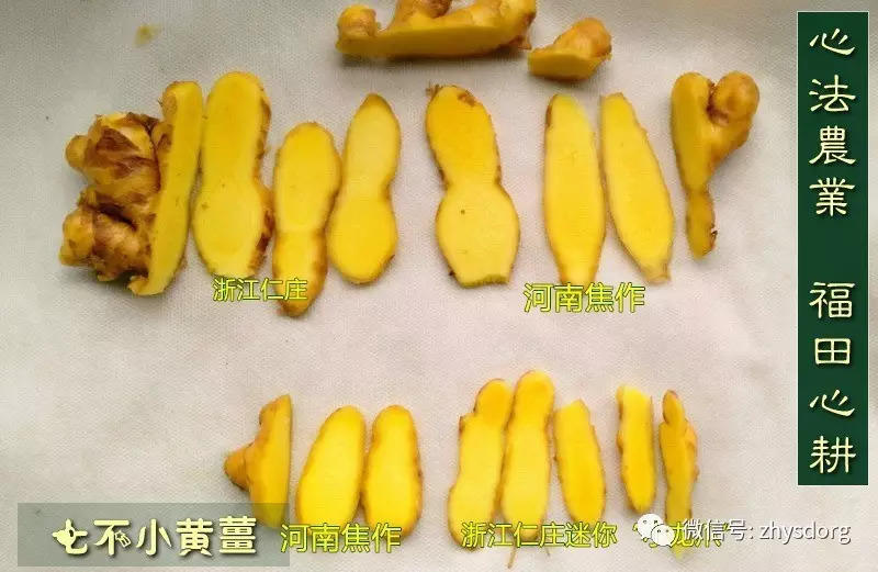 原始点内热源 姜的应用（小黄姜） 2017.6