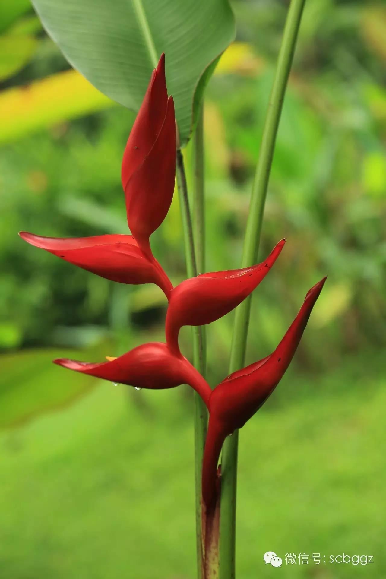 四月姜园 醉美姜花 四月姜园 醉美姜花