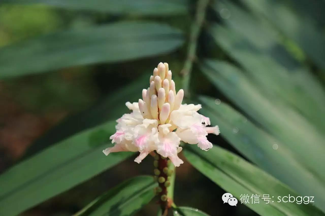 四月姜园 醉美姜花 四月姜园 醉美姜花