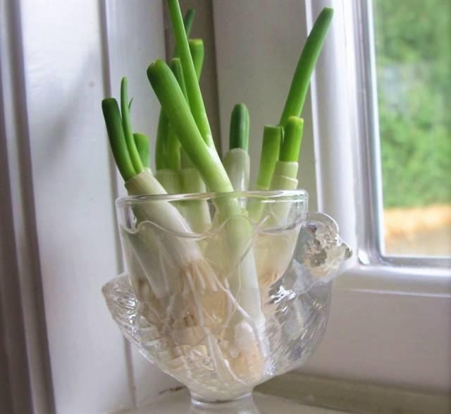 她切了块姜扔到土里，阳台瞬间变菜园，再也不用去买菜！