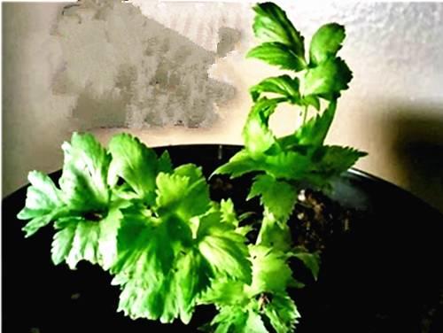 她切了块姜扔到土里，阳台瞬间变菜园，再也不用去买菜！