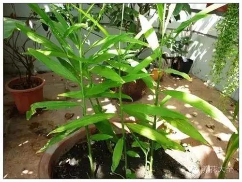 家里种生姜,全家都安康! 盆栽姜 有竹韵! 家里种生姜,全家都安康! 盆栽姜 有竹韵!