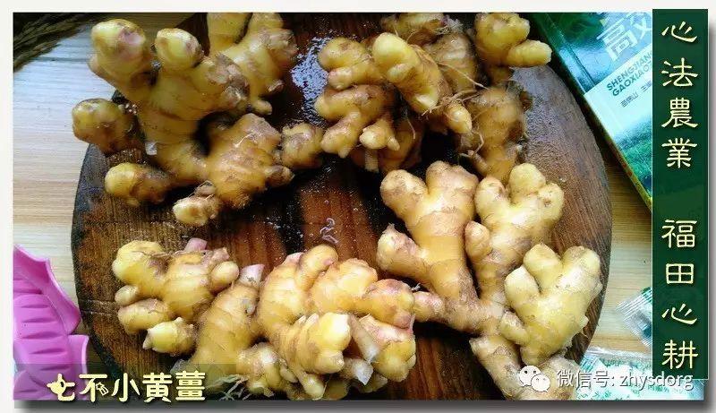 你了解原始点内热源 姜(薑)的种类和应用吗? 你了解原始点内热源 姜(薑)的种类和应用吗?