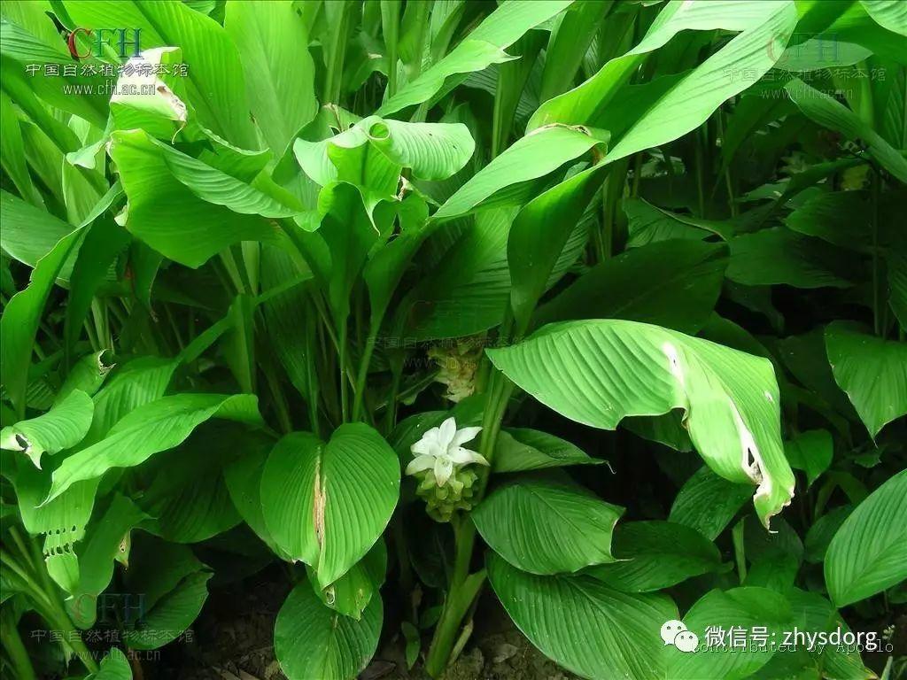 你了解原始点内热源 姜(薑)的种类和应用吗? 你了解原始点内热源 姜(薑)的种类和应用吗?