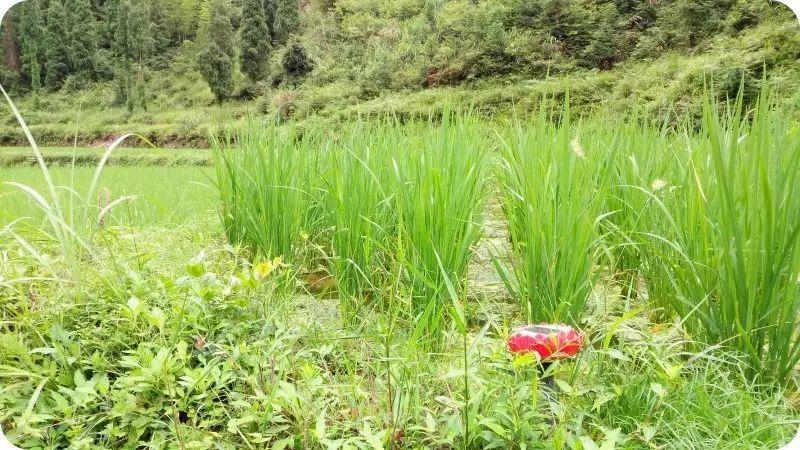 善的热循环 爱的真分享-自然、生态、良心姜品热源免费申请