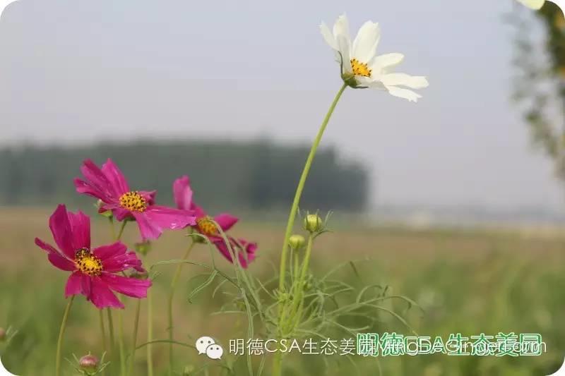 姜园告动物虫鸟先生小姐书 姜园告动物虫鸟先生小姐书