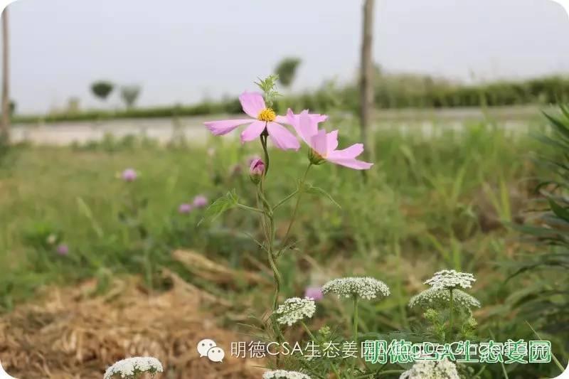姜园告动物虫鸟先生小姐书 姜园告动物虫鸟先生小姐书