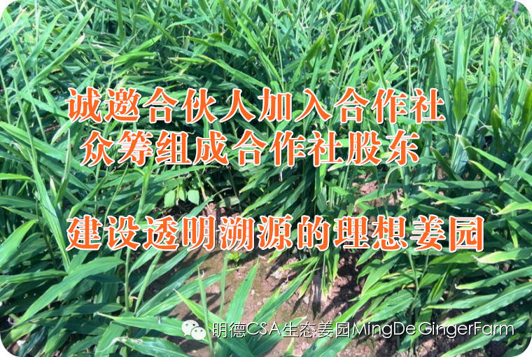 寻找姜园合伙人股东，一起建设原始点特供小黄姜生态姜园