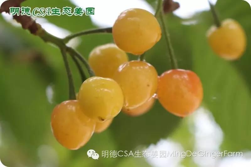 做农业必懂的19个创意流行概念