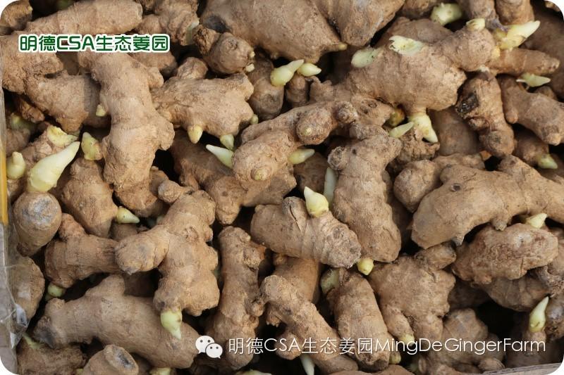 小黄姜种植技术图文详解