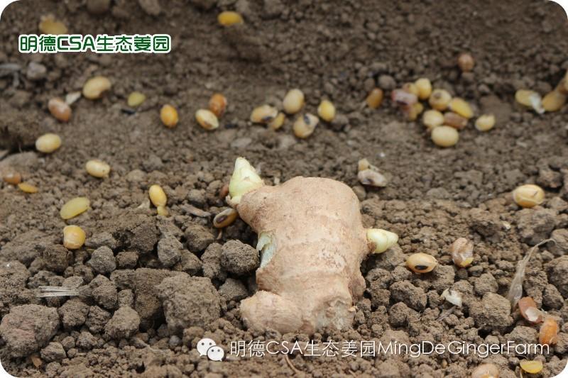 小黄姜种植技术图文详解